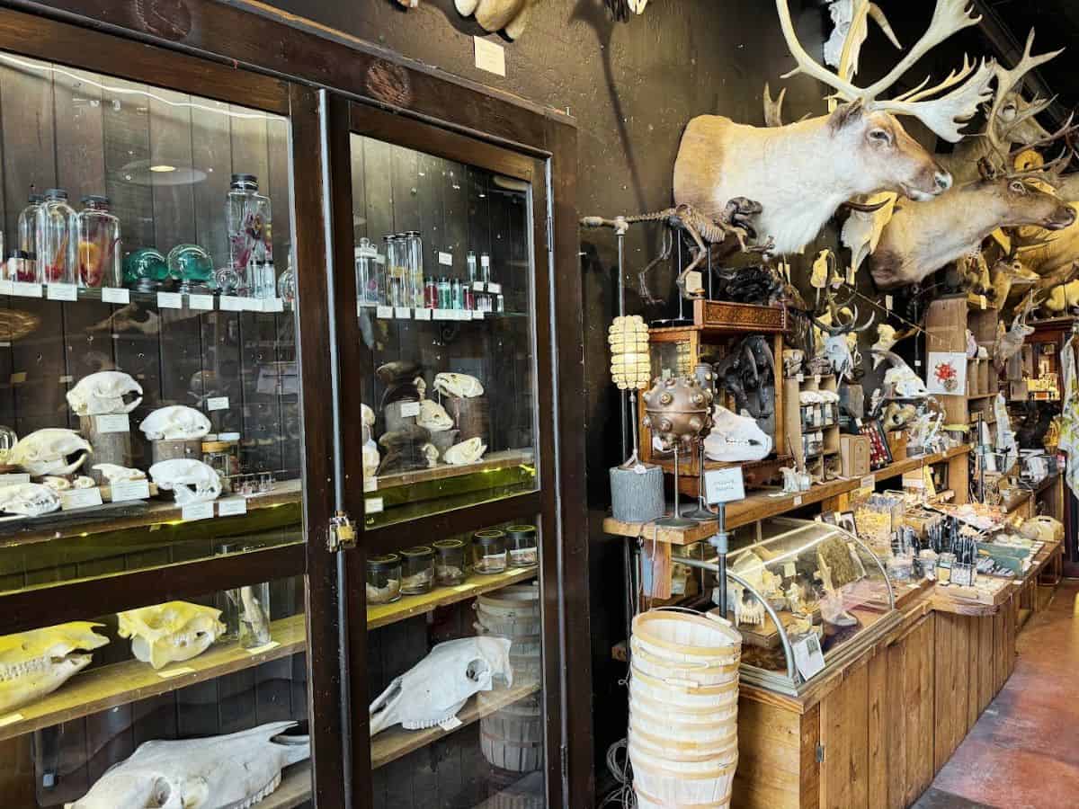 Colorful taxidermy animal skulls and animal mounts display in an eclectic shop.