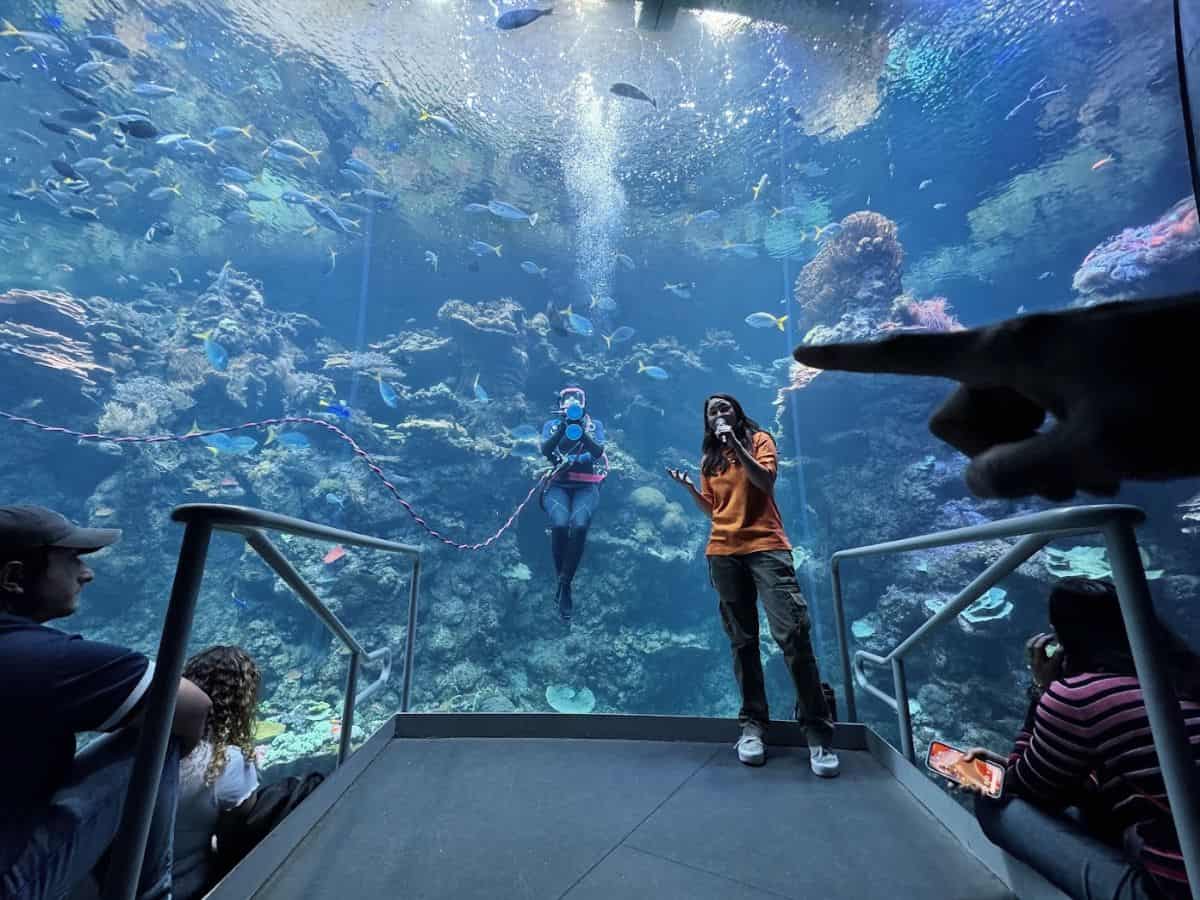 Underwater aquarium dive experience with visitors and a diver among colorful marine life and coral reefs.