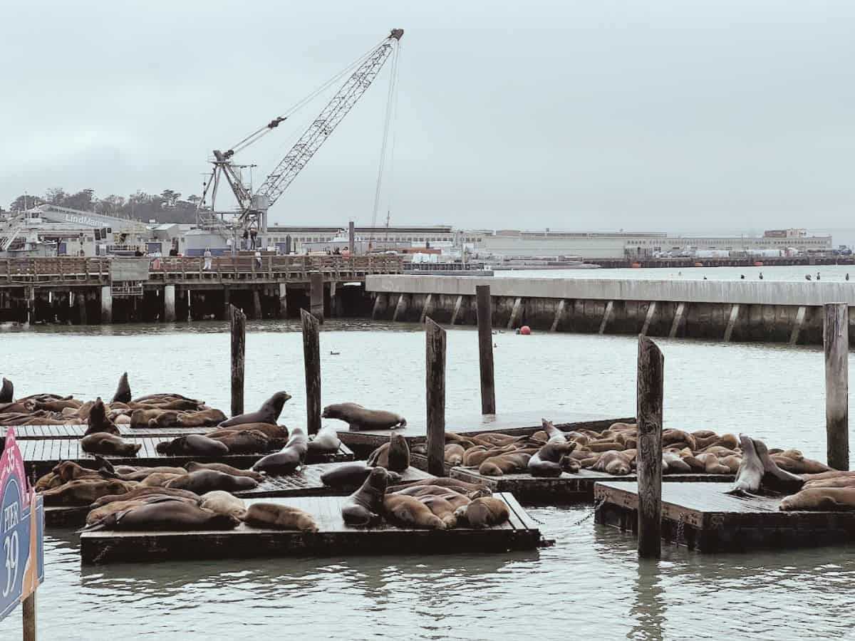 Group of sea lions lounging on wooden docks at Pier 39 in Fisherman’s Wharf with a crane and waterfront in the distance