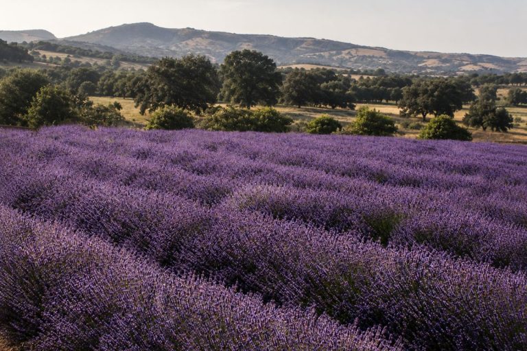 Things To Do In California In July